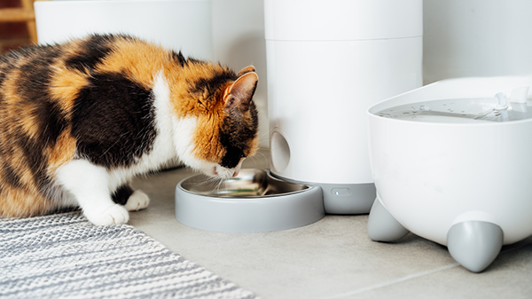 Calico cat eating from automatic pet feeder, an example of best smart pet devices for modern pet care.