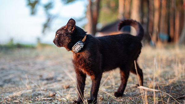 Black cat wearing GPS pet tracker collar outdoors, one of the best smart pet devices for safety and location tracking.